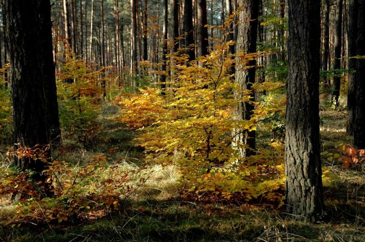 Bór z podszytem (Fot. Bogusław Kashyna)