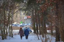 Leśnicy pielęgnują las w Toruniu