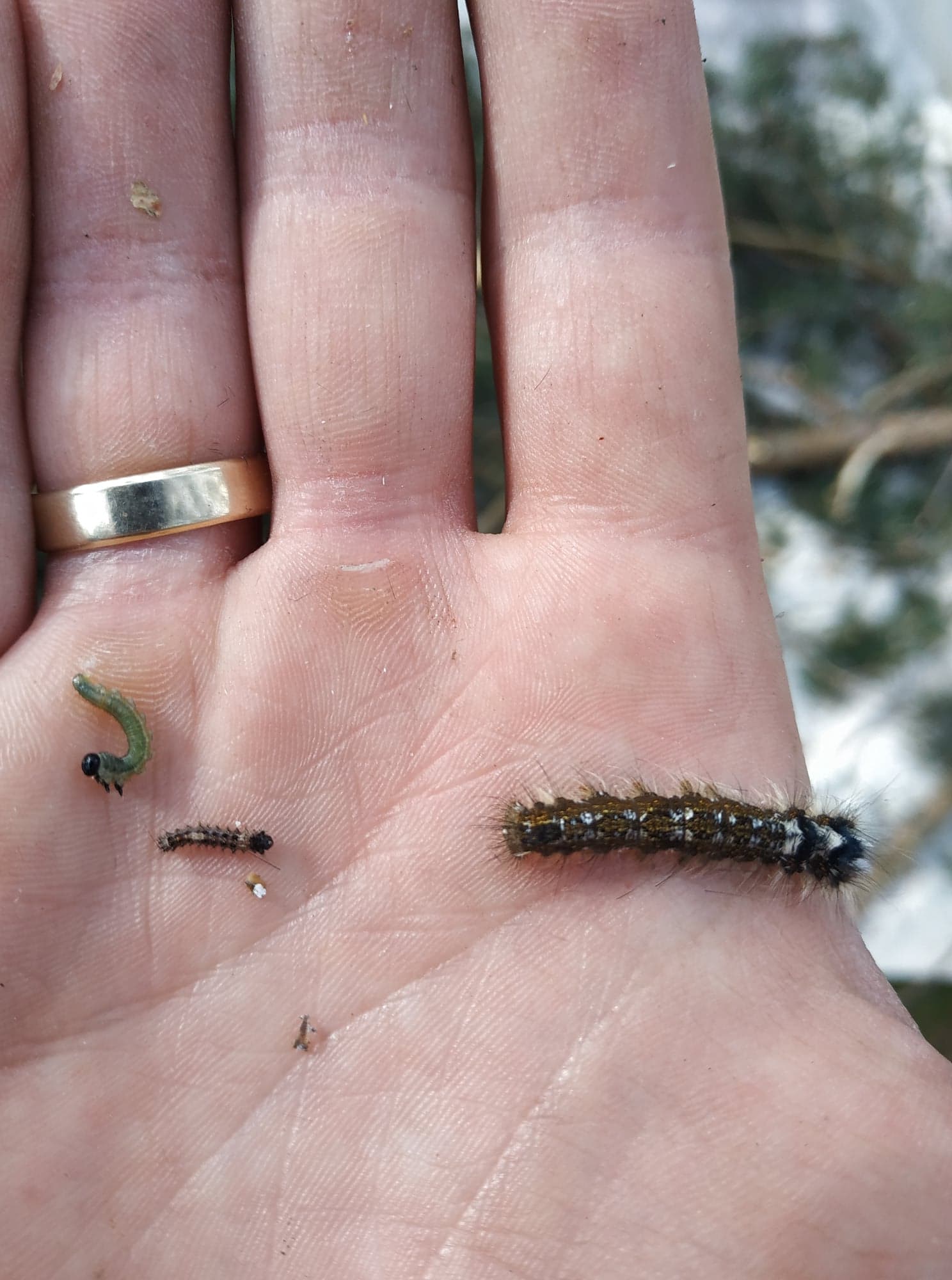 Na ręku leśnika widać głównych szkodników sosny: larwę borecznika (od lewej), gąsienicę brudnicy (środkowa) i gąsienicę barczatki (po prawej). 