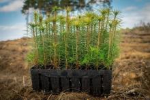 Wiosenna oferta sadzonek!