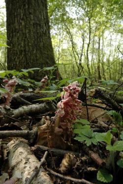 Łuskiewnik różowy (Lathraea squamaria L.)