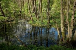 Wiosenne przebudzenie w lesie