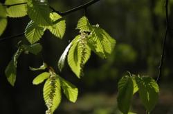 Grab pospolity, g. zwyczajny (Carpinus betulus L.)