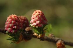 Kwiatostany modrzewia europejskiego (Larix decidua Mill.)