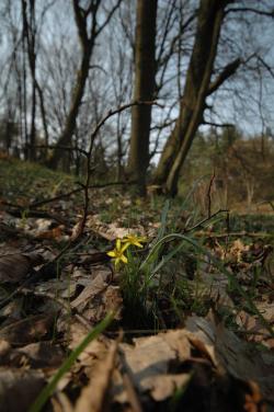Złoć żółta (Gagea lutea)