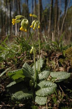 Pierwiosnek, pierwiosnka, prymulka (Primula L.)
