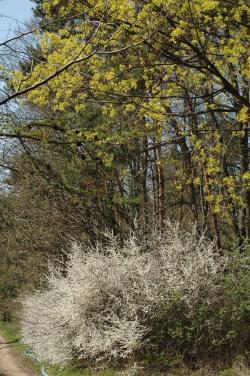 Drzewa i krzewy leśne zaczynają kwitnienie...