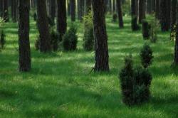 Pierwsza trawa w lesie