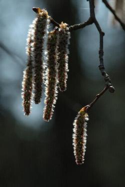 Topolowe "kotki"  (Populus spp.)