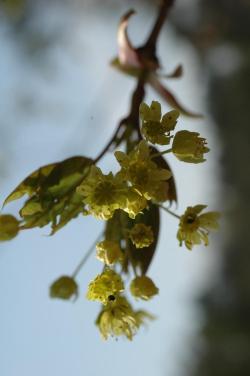 Kwiatostany klonu zwyczajnego (Acer platanoides L.)