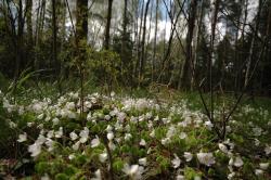 Szczawik zajęczy (Oxalis acetosella L.)