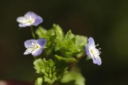 Przetacznik ożankowy (Veronica chamaedrys L.)