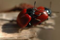 Rynnica topolowa (Melasoma populi L., syn. Chrysomela populi)