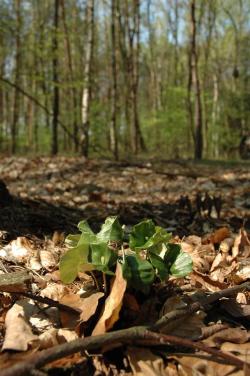 Siewki buka zwyczajnego (Fagus sylvatica L.)