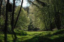 Soczysta leśna zieleń