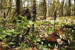 Dąbrówka rozłogowa (Ajuga reptans L.)