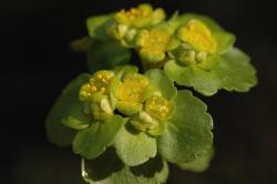 Śledziennica skrętolistna (Chrysosplenium alternifolium L.)