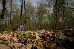 Fiołek leśny (Viola reichenbachiana)