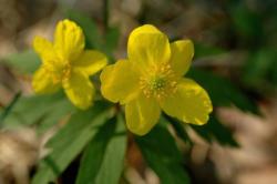 Zawilec żółty (Anemone ranunculoides L.)