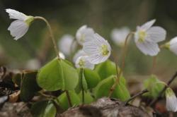 Szczawik zajęczy (Oxalis acetosella L.)