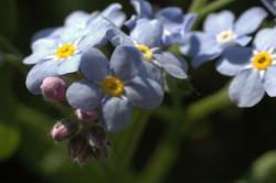 Niezapominajka (Myosotis L.)