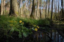 Knieć błotna, kaczeniec (Caltha palustris L.)
