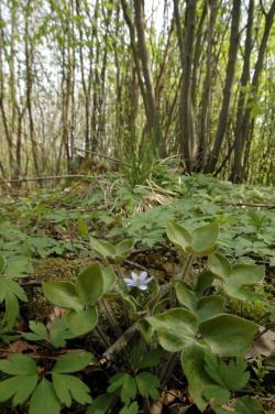 Przylaszczka (Hepatica Mill.)