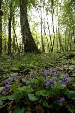 Płat fiołka leśnego