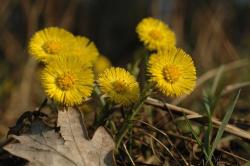 Podbiał pospolity (Tussilago farfara L.)
